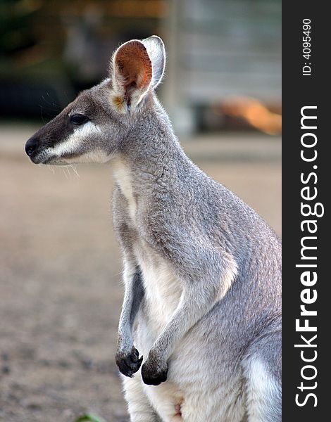 A kangaroo is a marsupial from the family Macropodidae