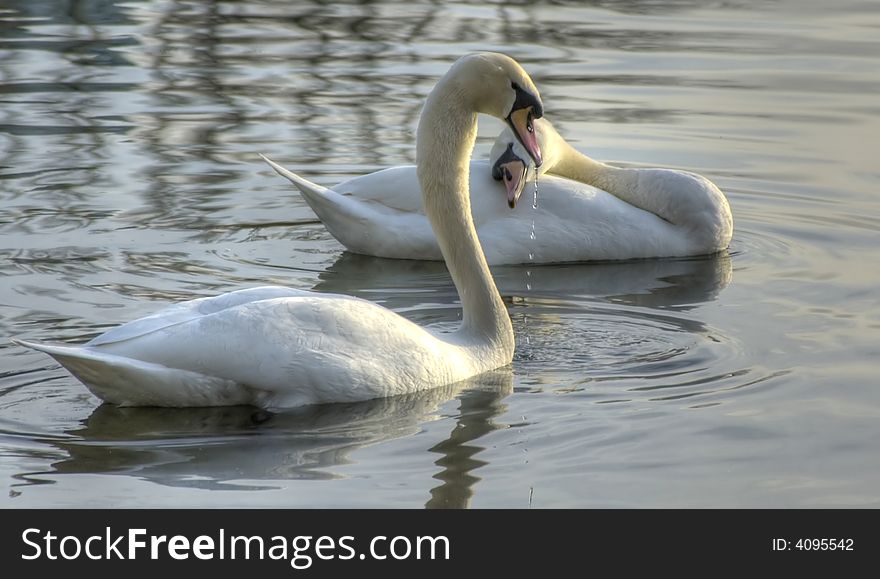 Two swans swimming on the lake. Two swans swimming on the lake.