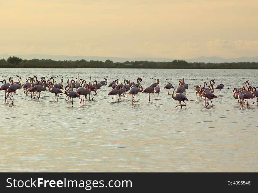 Few pink flamingos grazing in pond in evening, horizontal.
