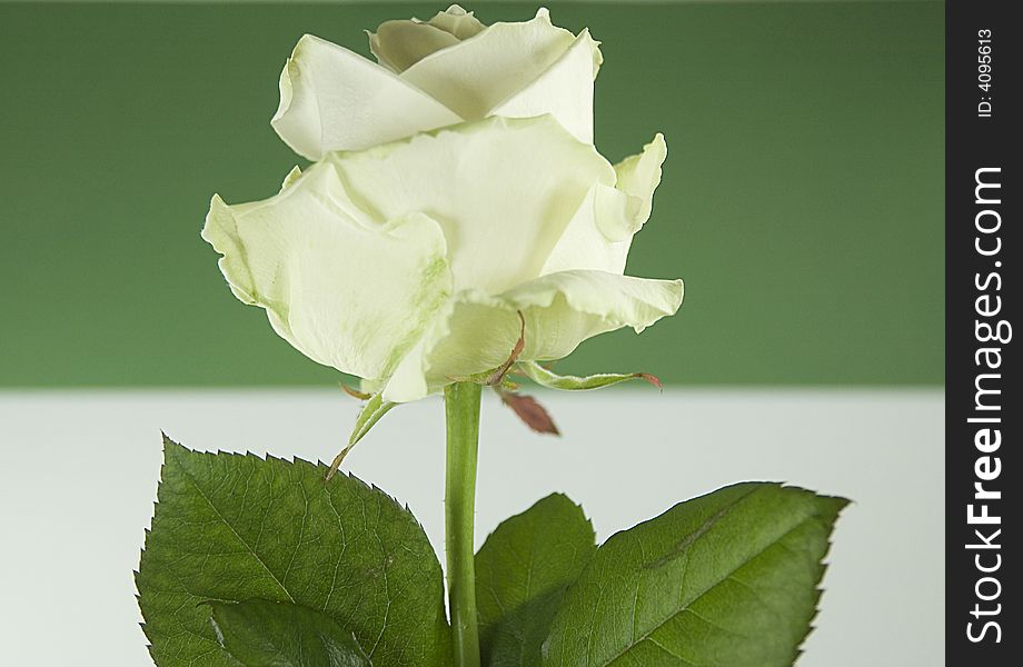A white rose on a white and green background. Color game. A white rose on a white and green background. Color game.