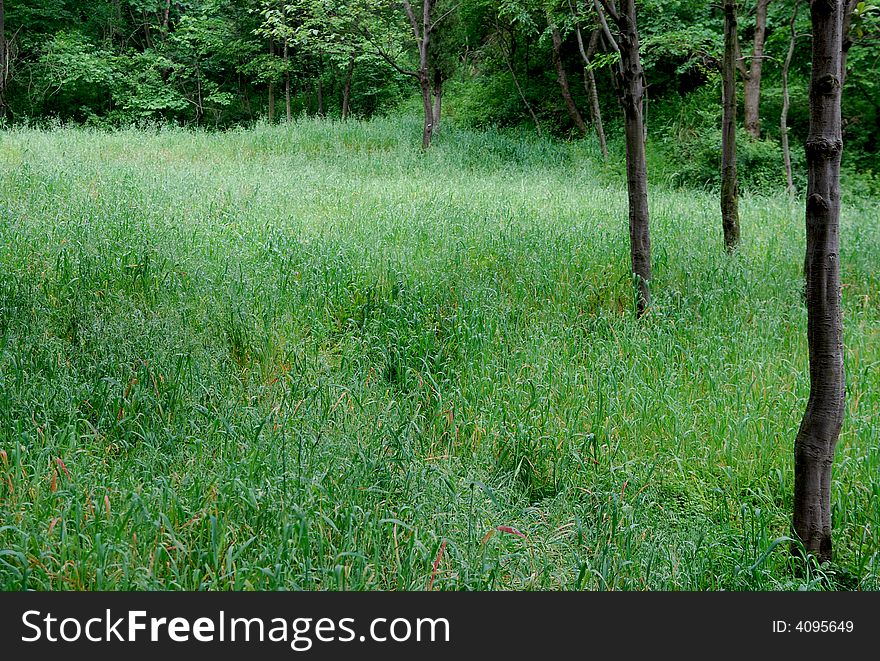 This photo is about the amazing gree and white grass seed color. grass with trees.
