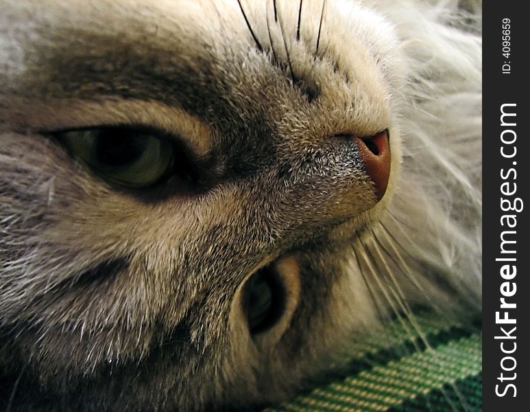 Photo of close up of a cat's face