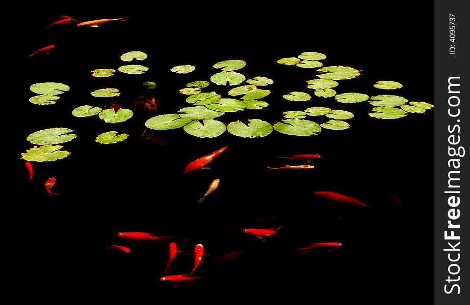 A group of colorful carps are swimming around lotus leaves in a pond. A group of colorful carps are swimming around lotus leaves in a pond.