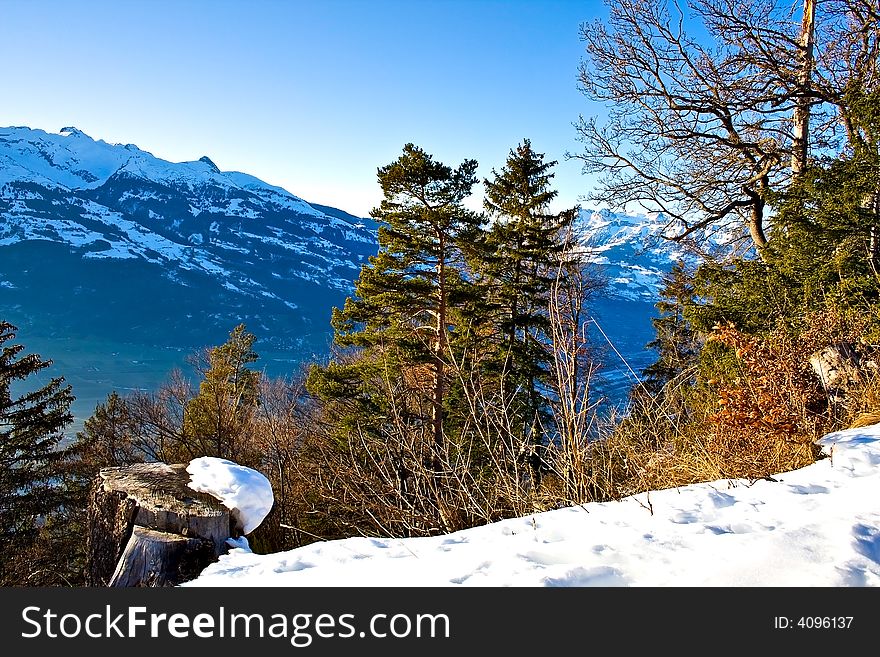 Winter view of typical swiss mountains and pine trees. Winter view of typical swiss mountains and pine trees