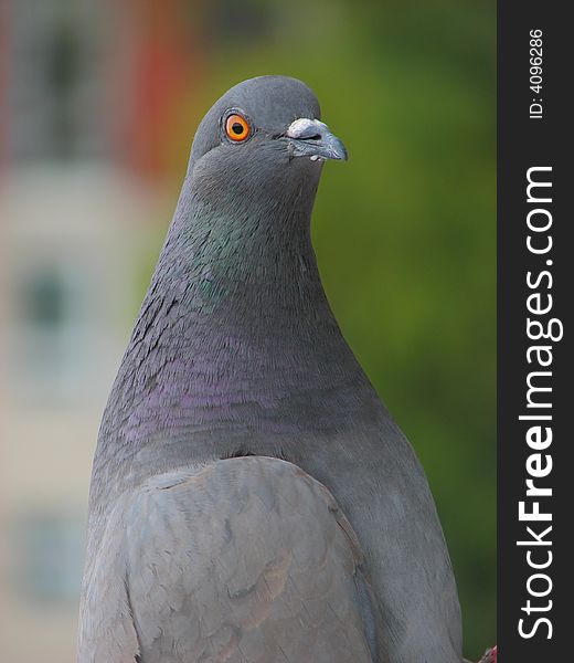 Close up grey pigeon on the colorful background. Close up grey pigeon on the colorful background