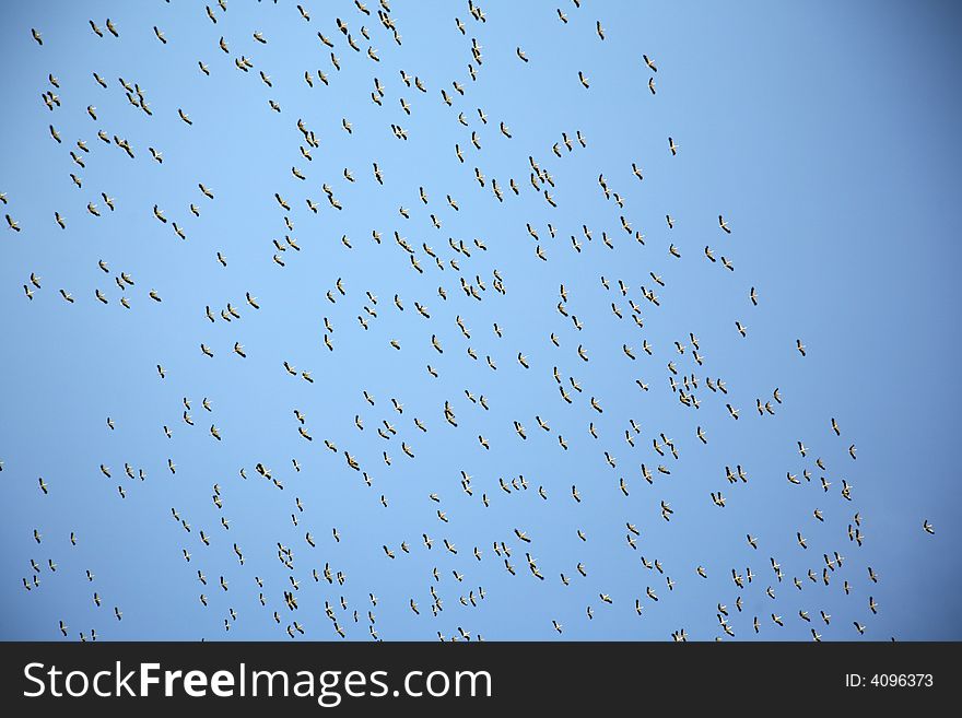 Group Of Birds