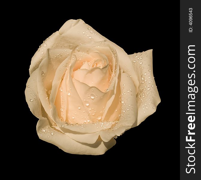 White rose isolated on a black background. White rose isolated on a black background