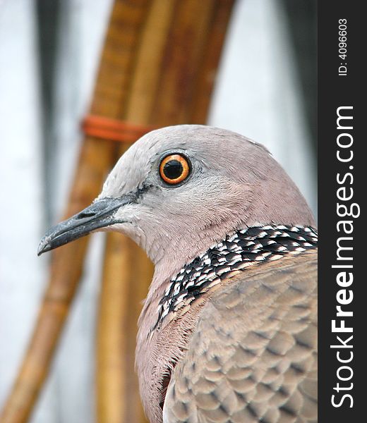 Closeup of a spotted neck pigeon, taken in Singapore