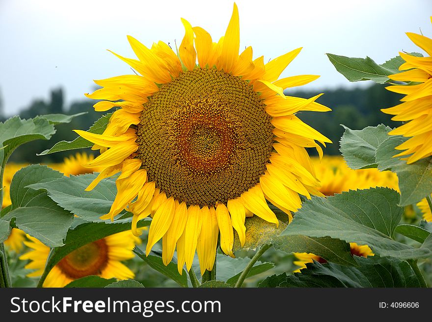 Corolla Of Sunflower