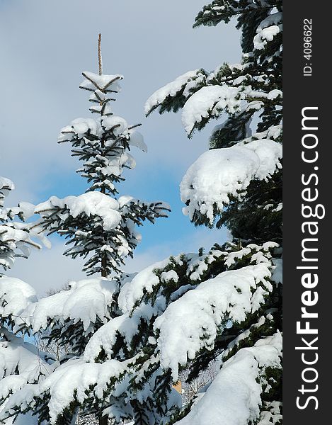 Snow covered pine tree in Sweden. Snow covered pine tree in Sweden