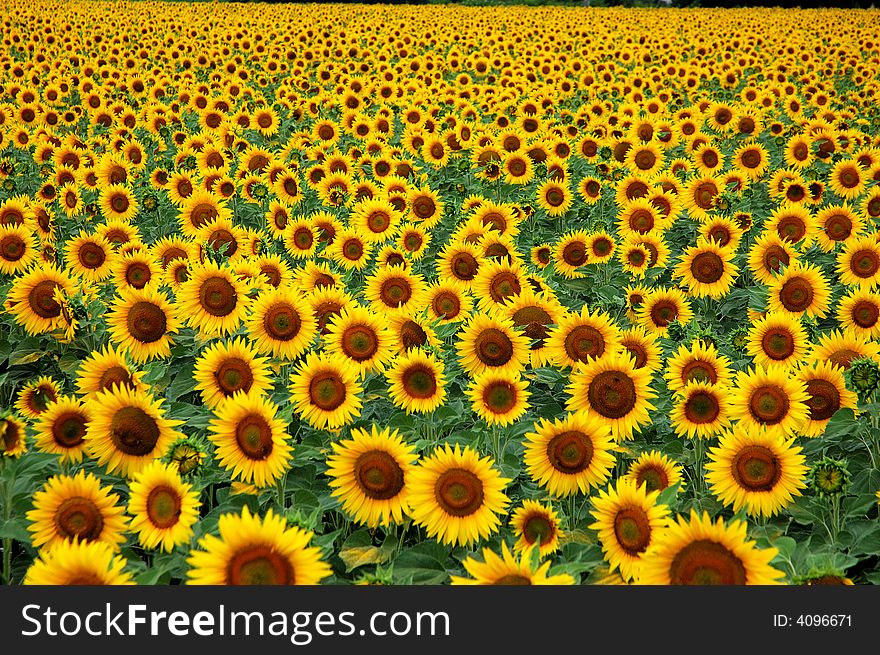 A field of sunflowers extending as far as the eye can see. A field of sunflowers extending as far as the eye can see