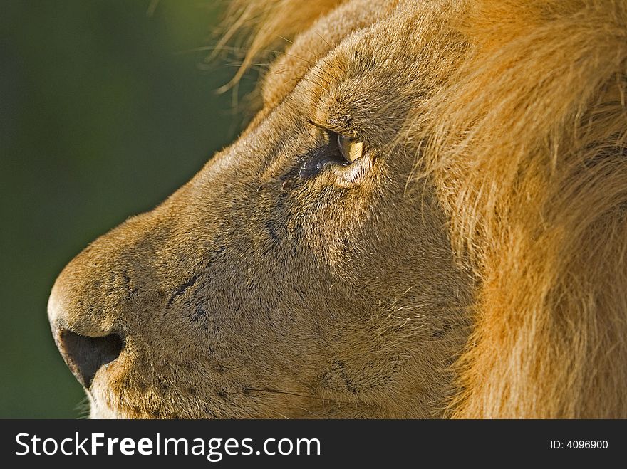 The African Lion is a most feared animal. The African Lion is a most feared animal