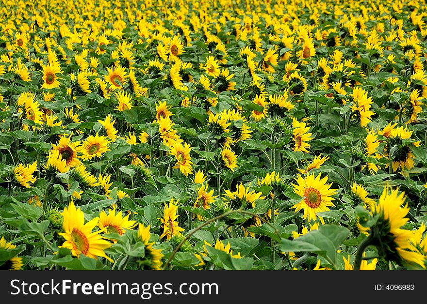 Field of sunflowers