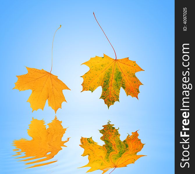 Abstract of two gold, red and green maple leaves in autumn, reflected over water and set against a blue background with white central glow. Abstract of two gold, red and green maple leaves in autumn, reflected over water and set against a blue background with white central glow.