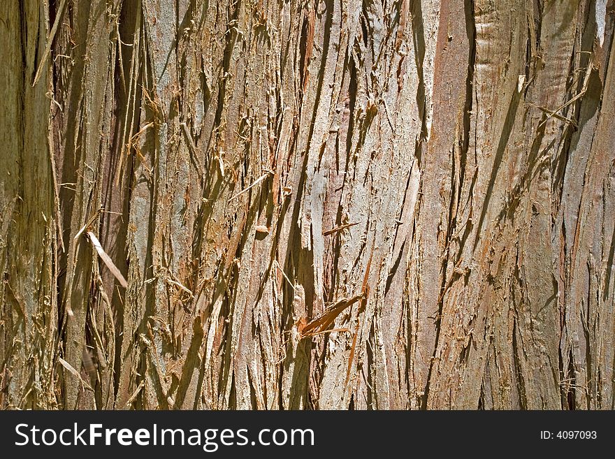 Forest scene showing the texture of bark. Forest scene showing the texture of bark