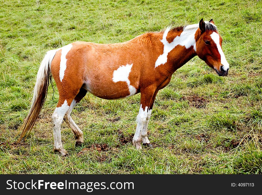 Beautiful horse in meadow