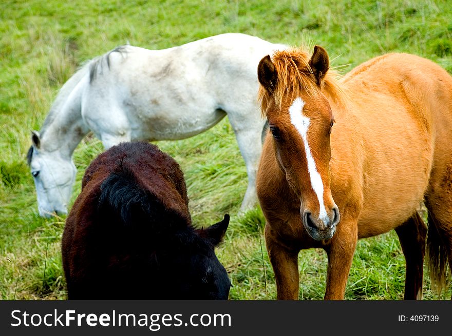 Horses in meadow