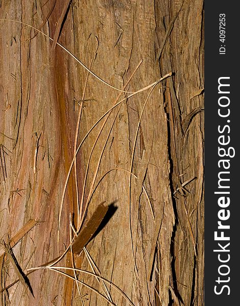 Forest scene showing the texture of bark. Forest scene showing the texture of bark