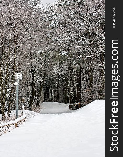 Road entering a black pine forest under heavy snow. Road entering a black pine forest under heavy snow