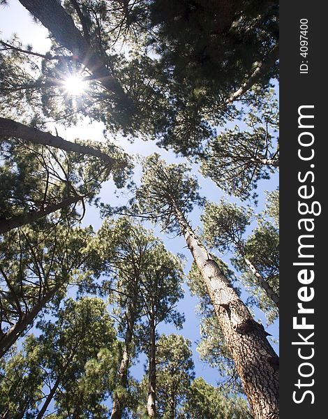 Looking Up At The Forest Canopy