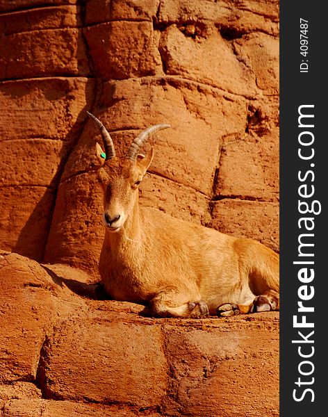 Proud wild goat on red rock. Proud wild goat on red rock