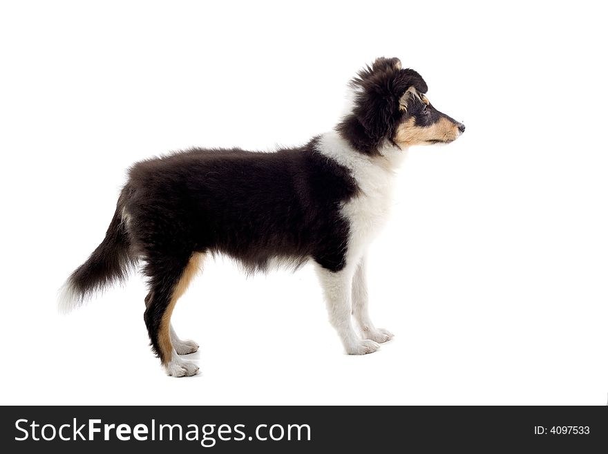 Scottish collie dogs isolated on a white background. Scottish collie dogs isolated on a white background