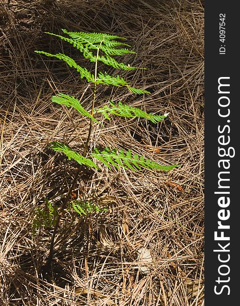 A young fern on the forest floor