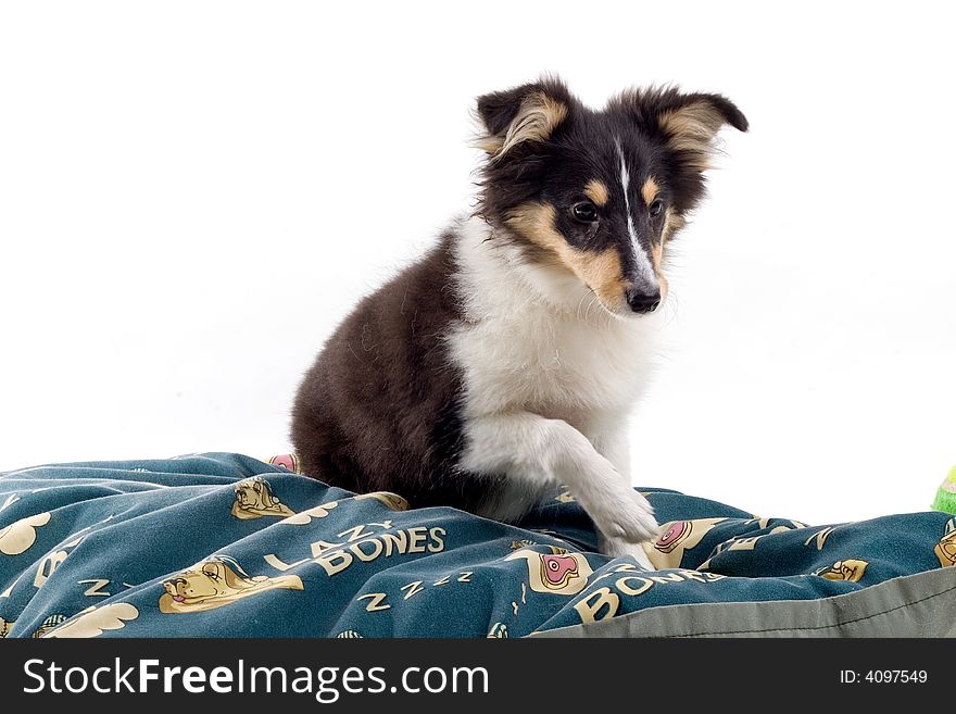 Scottish collie dogs isolated on a white background. Scottish collie dogs isolated on a white background