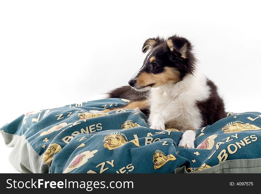 Scottish collie dogs isolated on a white background. Scottish collie dogs isolated on a white background