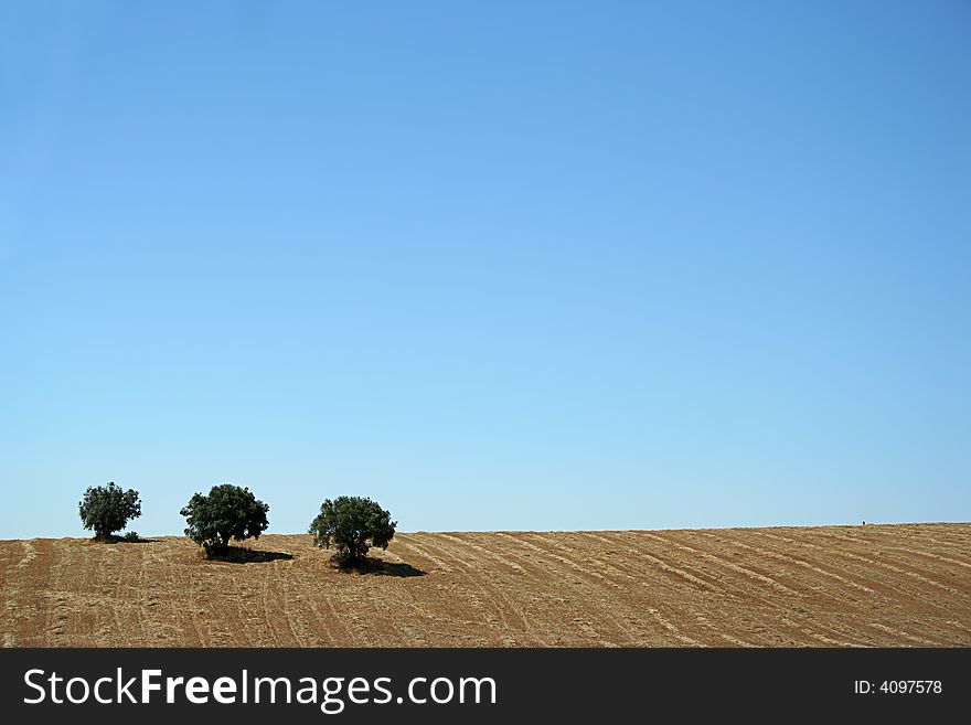 Typical landscape from alentejo portugal - three trees - peaceful landscape