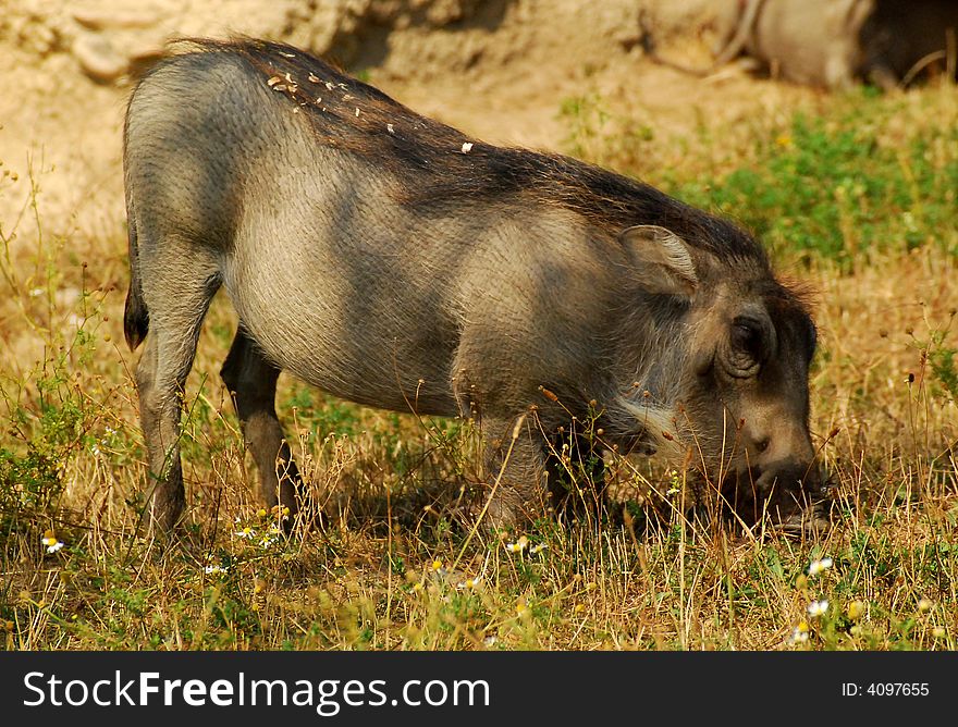 Small african pig in savana. Small african pig in savana