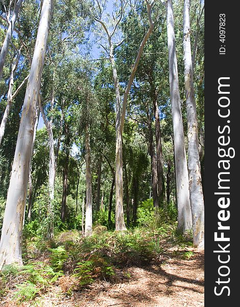 A clearing in the forest with shadows and sunlight. A clearing in the forest with shadows and sunlight