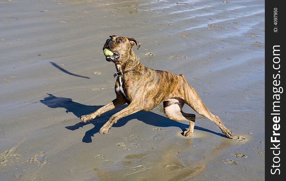 Boxer with ball in mouth jumping for stick on beach. Boxer with ball in mouth jumping for stick on beach