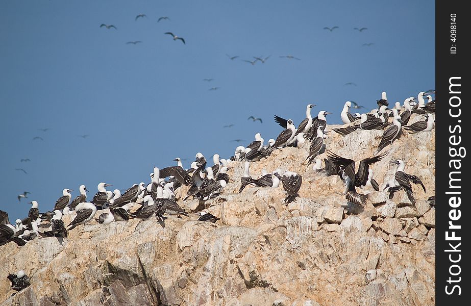 Wildlife on Islas Ballestas in Peru