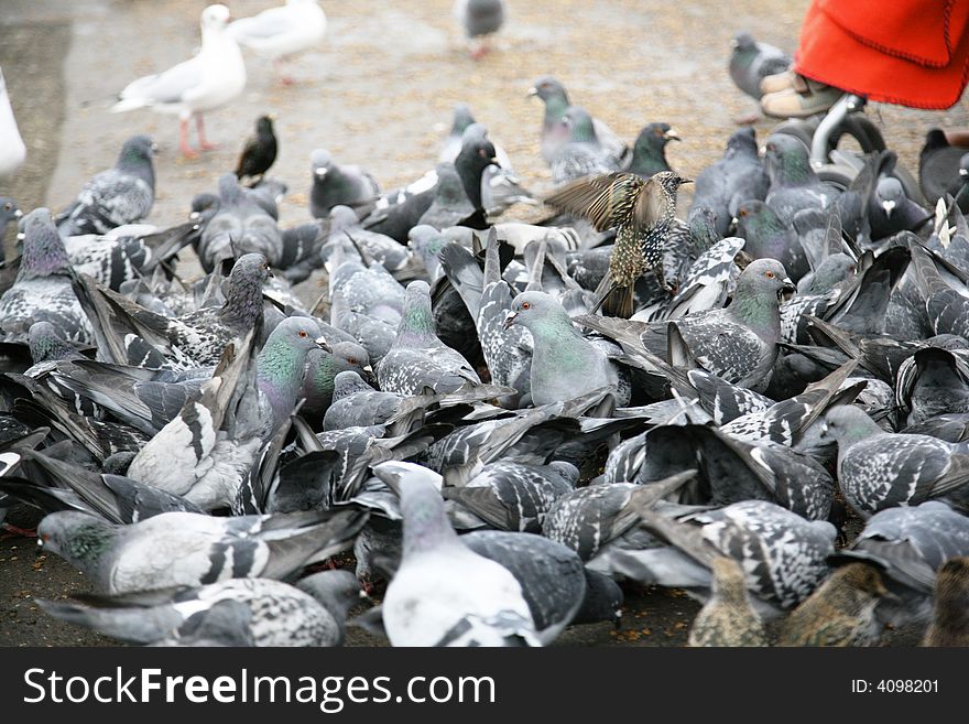 Pigeons attack in hyde park