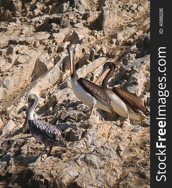 Wildlife On Islas Ballestas In Peru