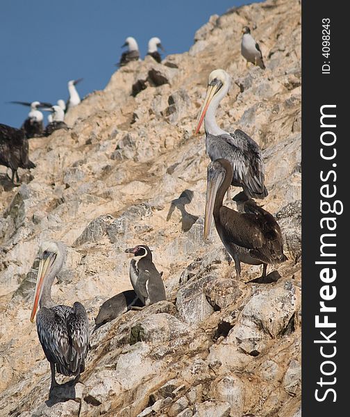 Wildlife on Islas Ballestas in Peru