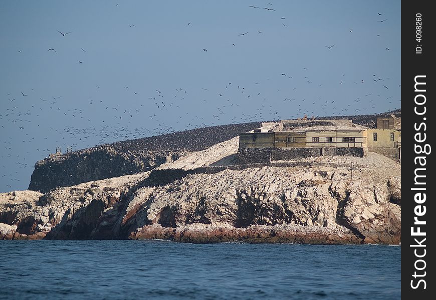 Wildlife On Islas Ballestas In Peru