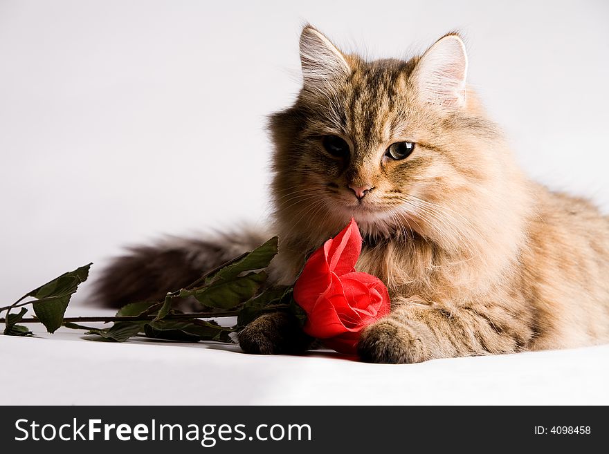 Sweet little cat with a red rose for valentines day. Sweet little cat with a red rose for valentines day.