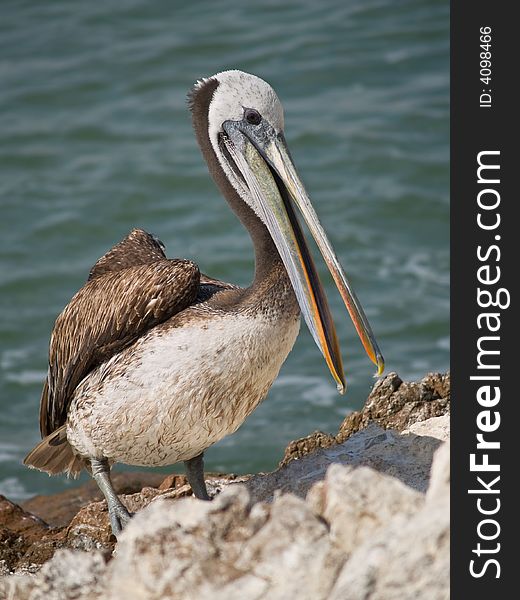 Close-up of a pelican in Peru