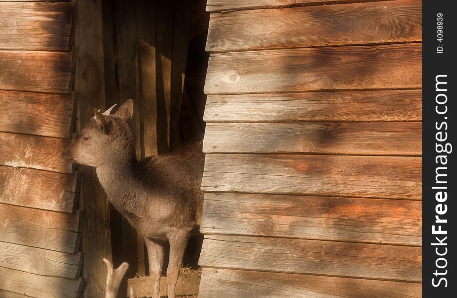 Single deer at the door of the wooden cabin in sunlight
