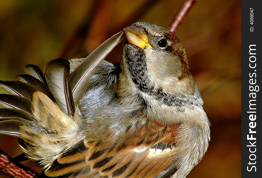 Sparrow with one long feather
