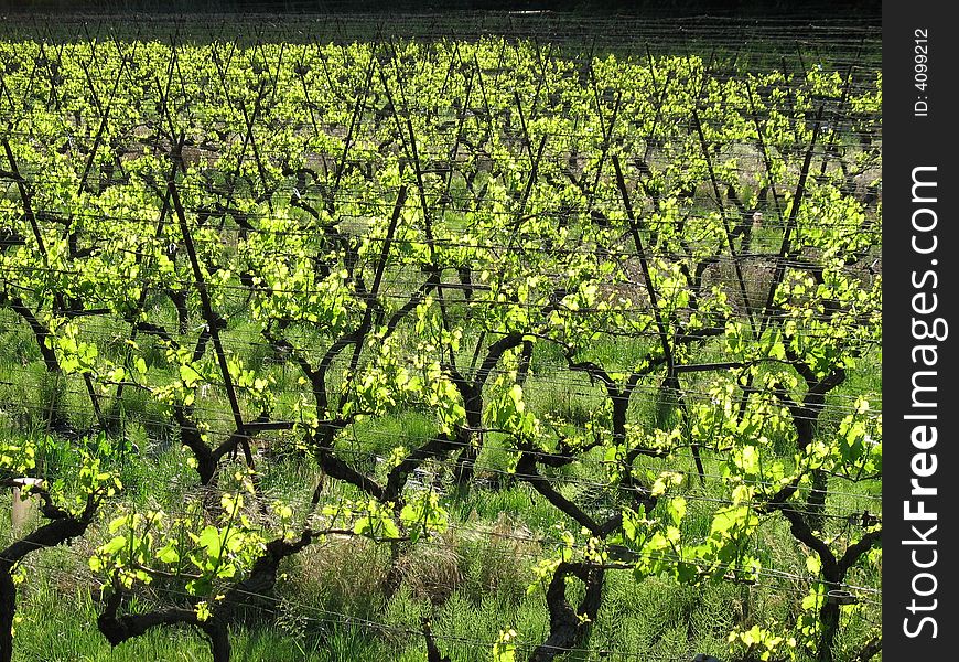 Sun vineyard in the France
