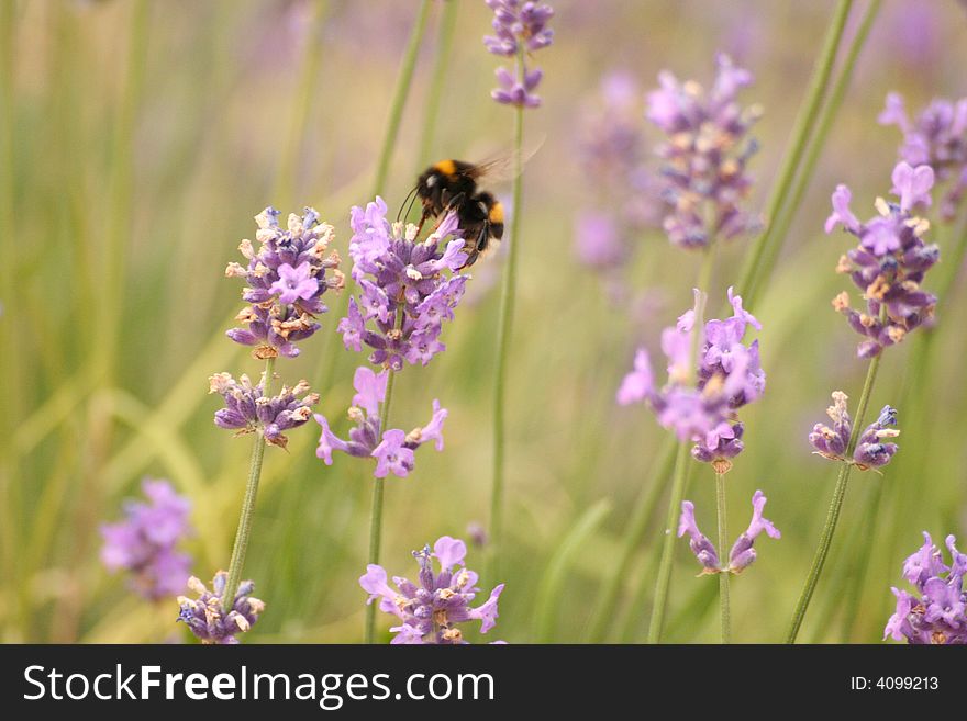 Lavender With A Bee