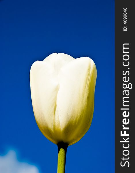 A single white tulip against a blue sky