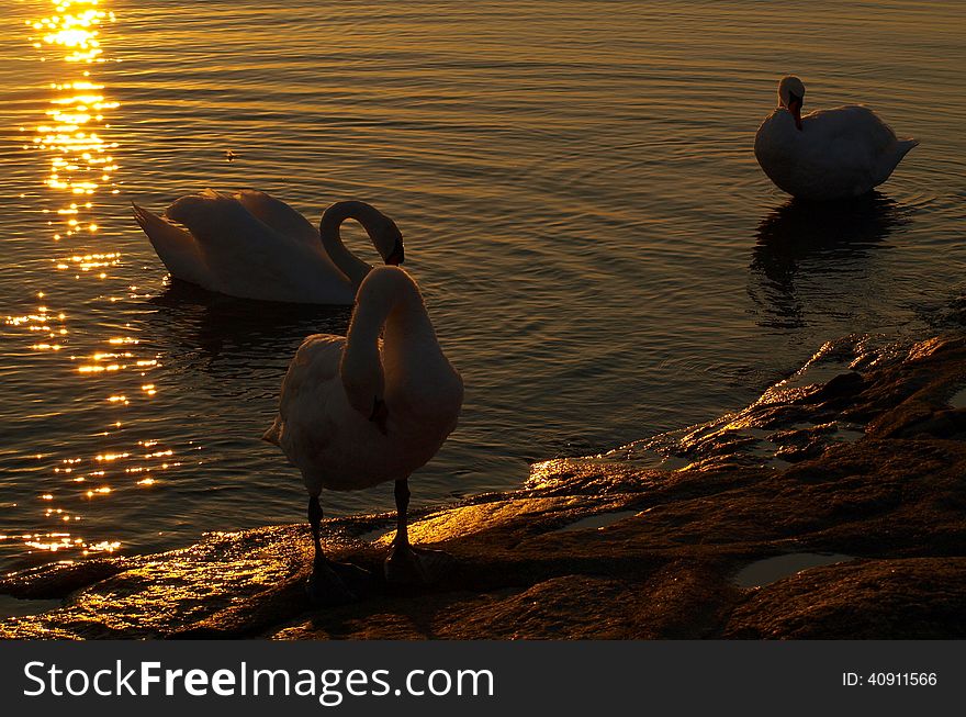 Swans on the breakwater in Swinoujscie while soaking up the beauty of the setting sun. Swans on the breakwater in Swinoujscie while soaking up the beauty of the setting sun.