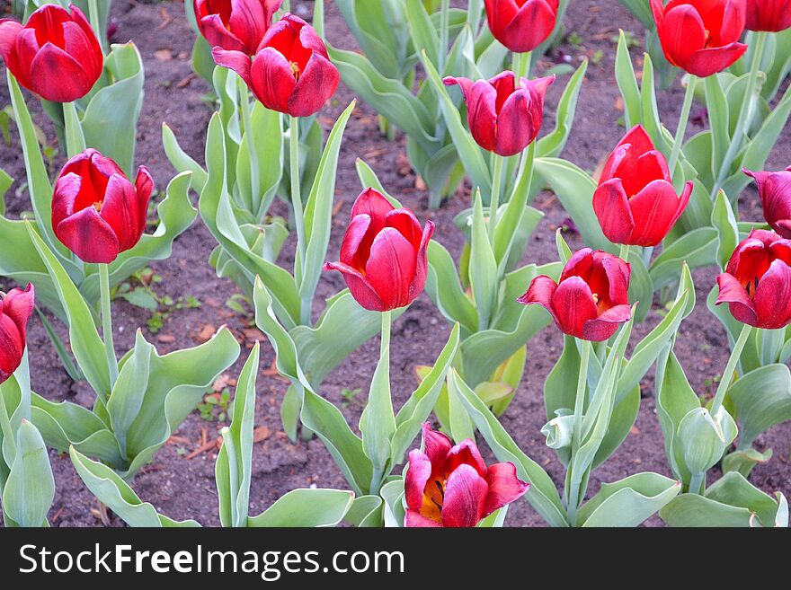 Bright flowers in the flowerbed decorating alley to the red square. Bright flowers in the flowerbed decorating alley to the red square