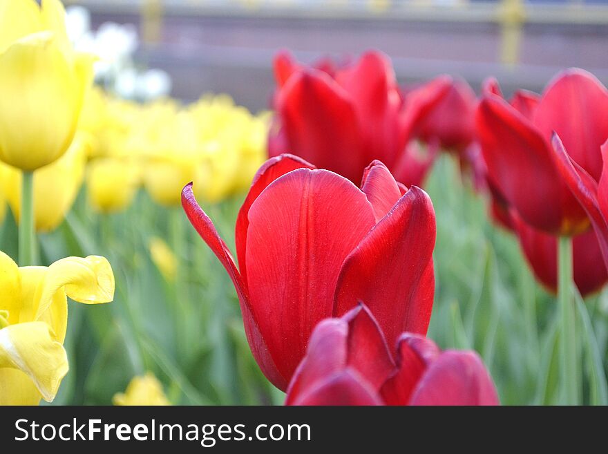 Red beautiful tulip in a flowerbed with yellow tulips. Red beautiful tulip in a flowerbed with yellow tulips