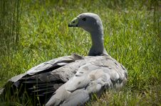 Cape Barren Goose Royalty Free Stock Photography Cape Barren Goose Royalty Free Stock Photography