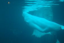 Beluga Whale Stock Images